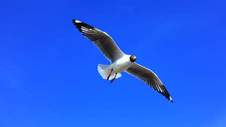 seagull and blue sky