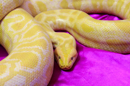 Blood pythonの写真素材