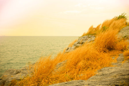 Gold field of wheat against gold sky の写真素材