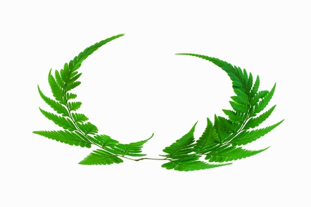 Fern isolated on a white backgroundの写真素材