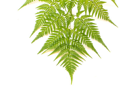 Fern Leaf Isolate On Whiteの写真素材