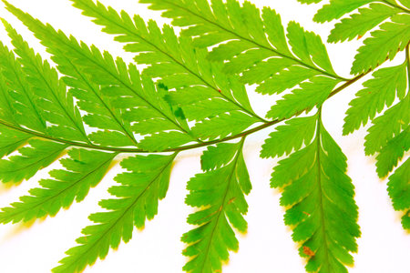 Fern Leaf Isolate On White