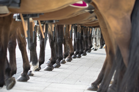 Horse cavalry detachmentの写真素材