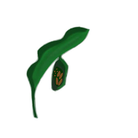 Leaf and cocoons on white backgroundの写真素材