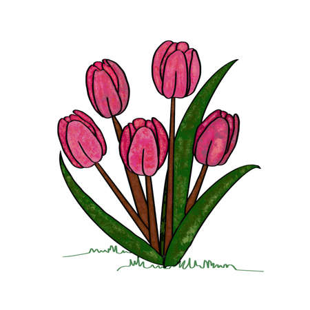 Tulips and their growing leavesの写真素材