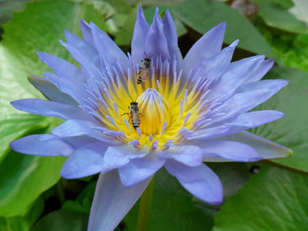 Little bee in the lotusの写真素材