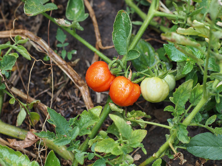 Fresh Tomato, Thailand vegetableの写真素材