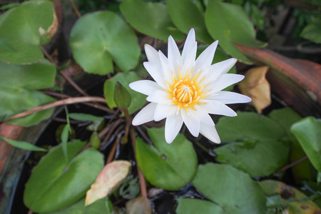Top side of a white lotusの写真素材