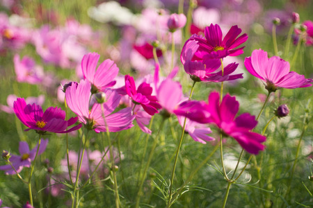 Cosmos Flowerの写真素材
