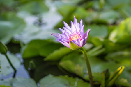 Purple Lotusの写真素材