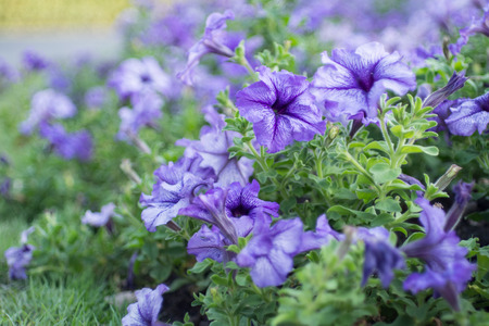 purple flowersの写真素材