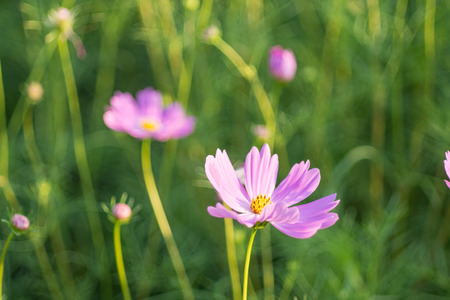 Cosmos Flowerの写真素材