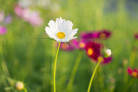 Cosmos Flowerの写真素材