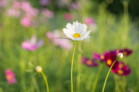 Cosmos Flowerの写真素材