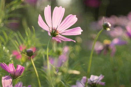 Cosmos Flowerの写真素材
