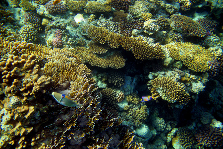 Coral reef with fishes in red seaの写真素材