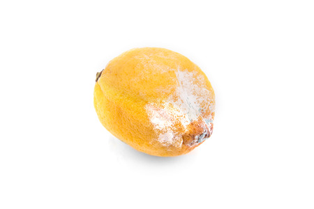 Lemon moldy on white backgroundの写真素材