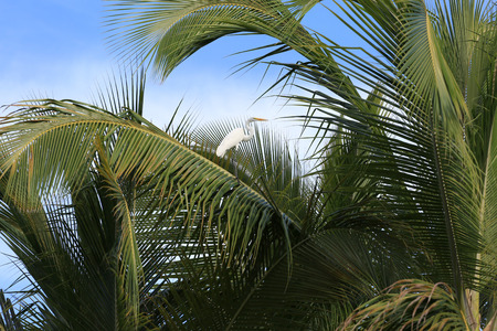 white heron on a branch of a palm treeの写真素材