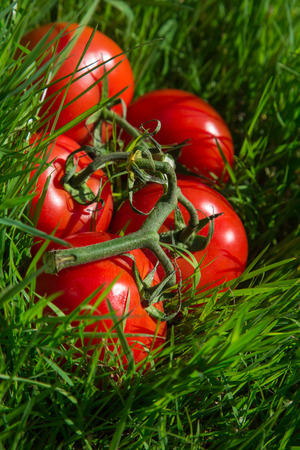 Fresh tomato on green grassの写真素材