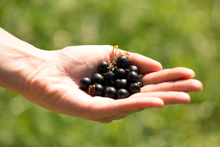 A handful of ripe blackberries in the women's handsの写真素材