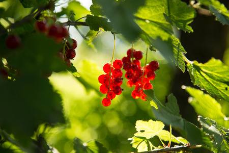 red currant on a branch in the sunlight