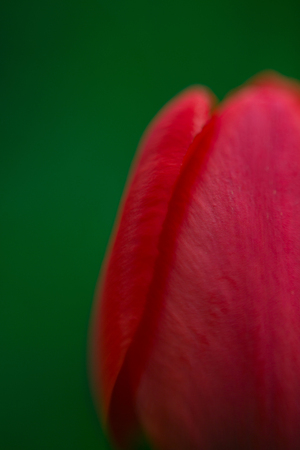 Bud of the red tulip. macro. shallow depth of fieldの写真素材