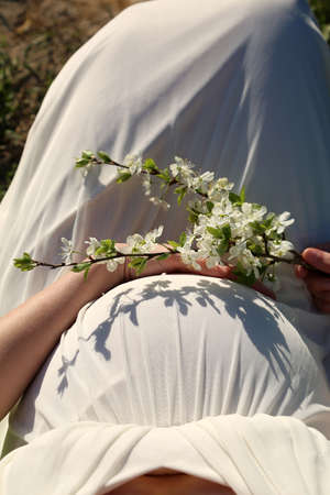 The belly of a pregnant girl and a blooming apple branchの写真素材
