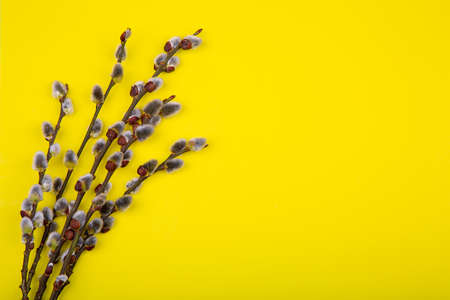 willow branches with swollen buds on a yellow backgroundの写真素材