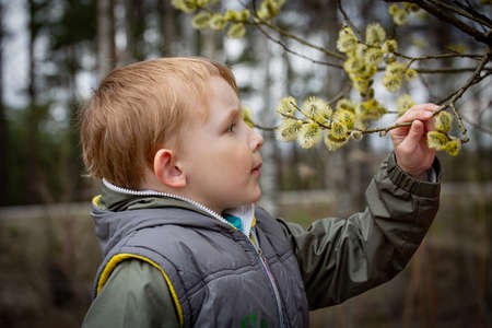 Spring, a boy holding a branch with swollen buds in his hand
