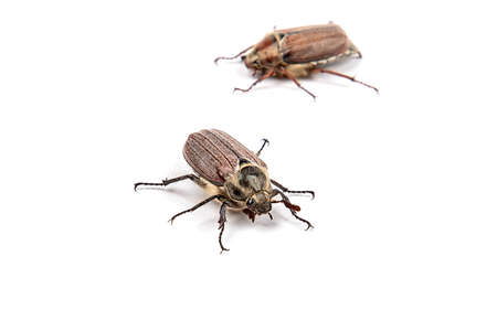 May beetle close-up isolated on a white backgroundの写真素材
