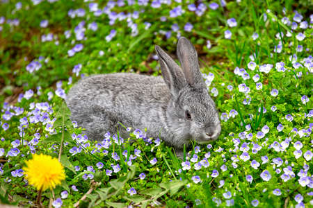 A small gray rabbit sits in blue flowers on a sunny summer dayの写真素材
