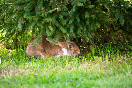 A red rabbit hides under a Christmas treeの写真素材