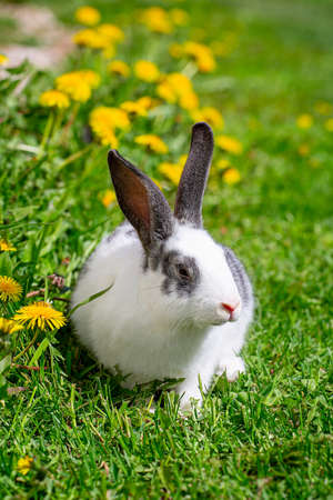 A white rabbit with gray ears sits on the grass in yellow dandelions on a sunny summer dayの写真素材