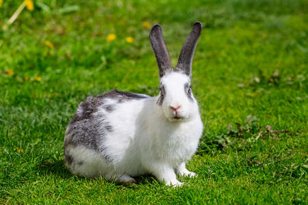 A white rabbit with gray ears sits on the green grass on a sunny summer day