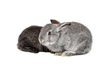 Two small rabbits, gray in the foreground, isolated on a white backgroundの写真素材