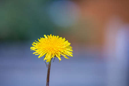 yellow dandelion flowerの写真素材