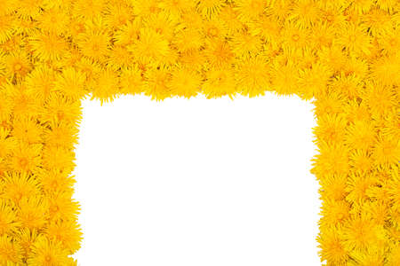 A frame of yellow dandelion flowers on a white background. copy spaceの写真素材