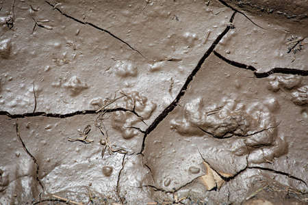 Drying cracked soilの写真素材