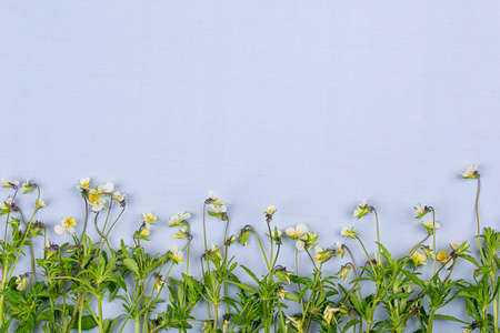 Wildflowers on a blue background, copy spaceの写真素材
