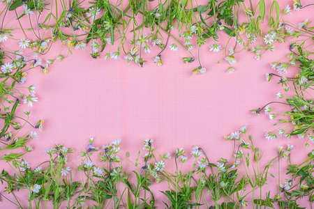 Frame of small wildflowers, flowers on a pink background, copy space