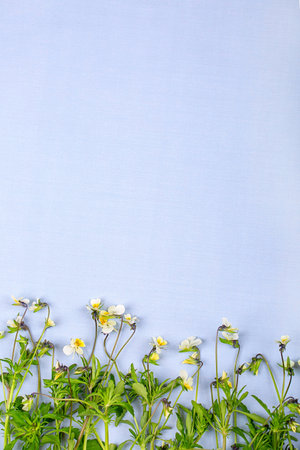 Wildflowers on a blue background, copy space