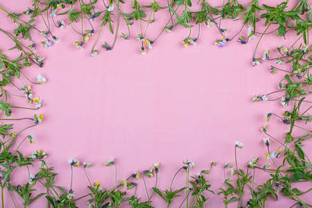 Frame of small wildflowers, flowers on a pink background, copy spaceの写真素材