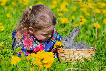 A girl with a small gray rabbit in a basket lies in a clearing in yellow dandelions, on a sunny dayの写真素材