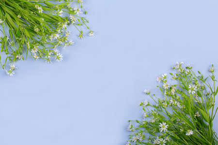 Small white wildflowers on a blue background, copy space