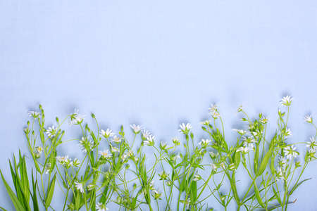 Small white wildflowers on a blue background, copy spaceの写真素材