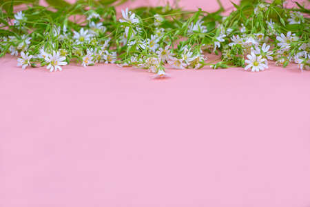 Small white wildflowers on a pink background, copy spaceの写真素材