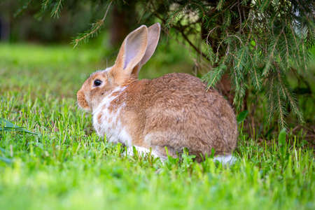 A red rabbit is sitting on the green grass under the Christmas treeの写真素材