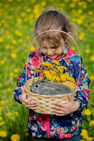 A girl is holding a basket with a small gray rabbit on a background of yellow flowersの写真素材