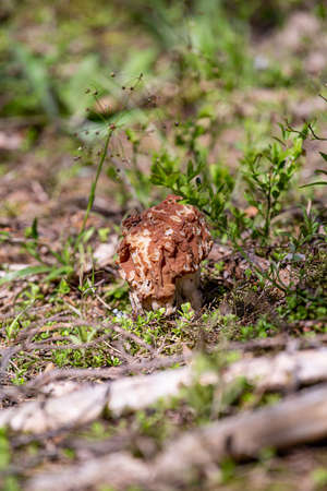 Morel in the forest, on a sunny dayの写真素材