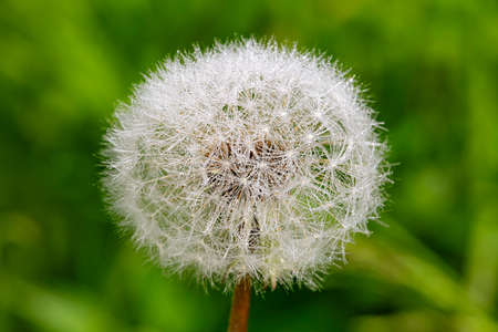 White fluffy dandelion in water drops close-upの写真素材